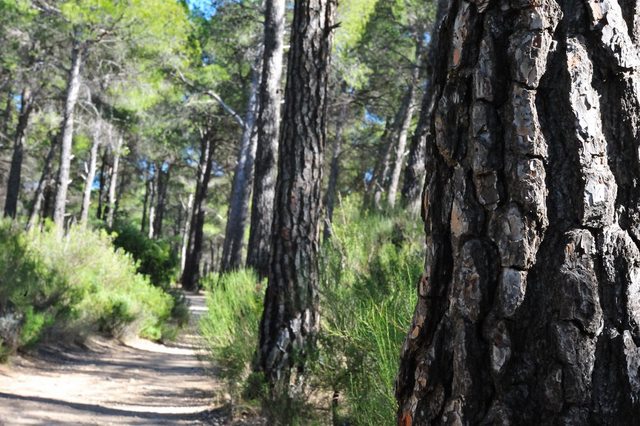 An introduction to The Sierra Espuña